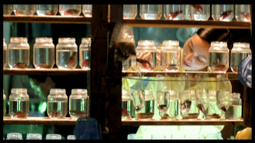 HeightOfSummer 1 500